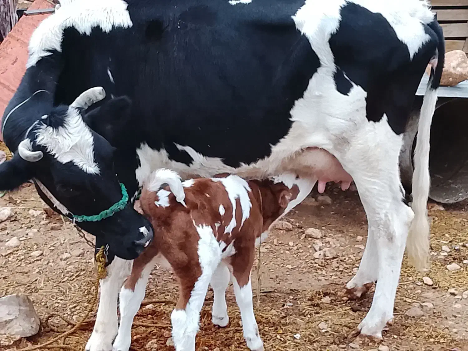 گاو|حیوانات مزرعه|لالی, |دیوار