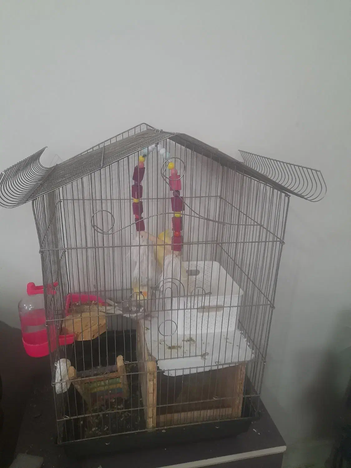 عروس هلندی جفت مولد وسخنگو|پرنده|تهران, دکتر هوشیار|دیوار