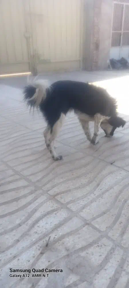 سگ.پاکوتاه.سیاه.|سگ|کرمان, |دیوار