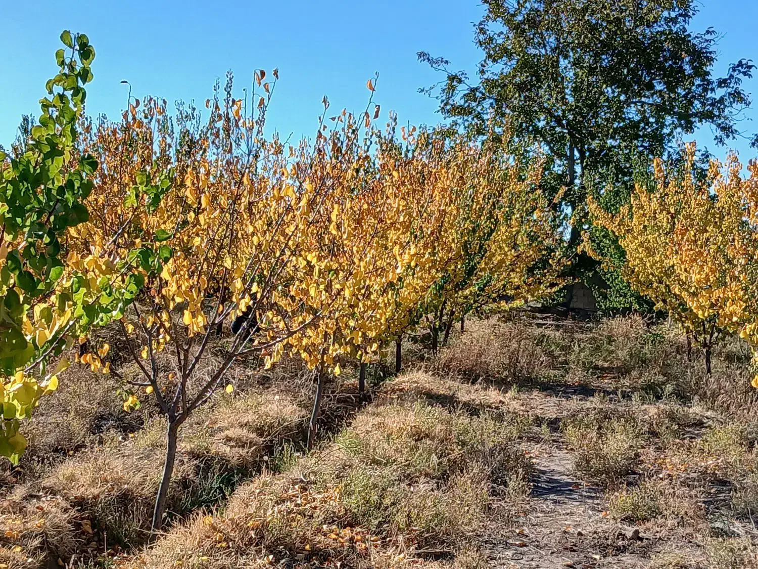 باغ هزار متری در روستای بنگی با یک ساعت آب ملکیتی|فروش خانه و ویلا|مرند, |دیوار