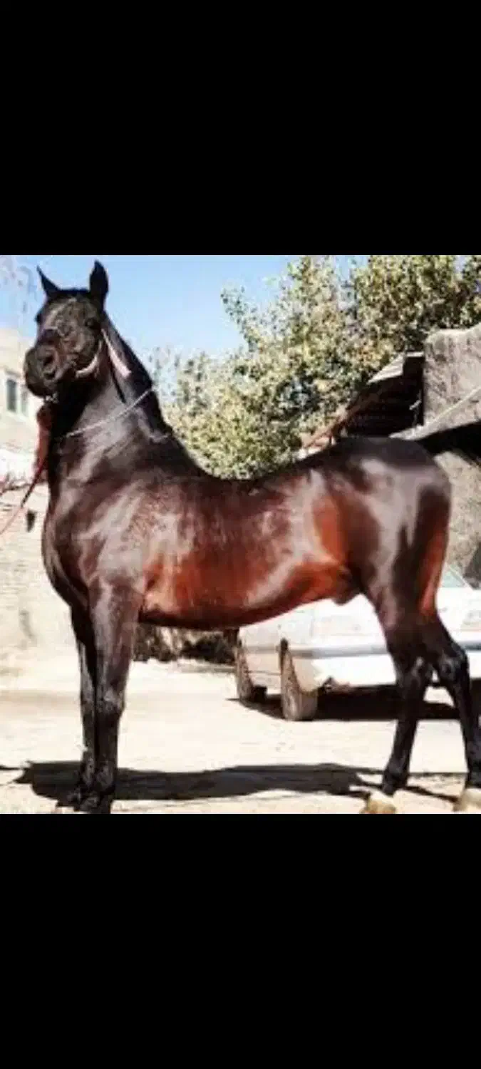 کره یک ساله شجره دار|اسب و تجهیزات اسبسواری|حبیب آباد, |دیوار