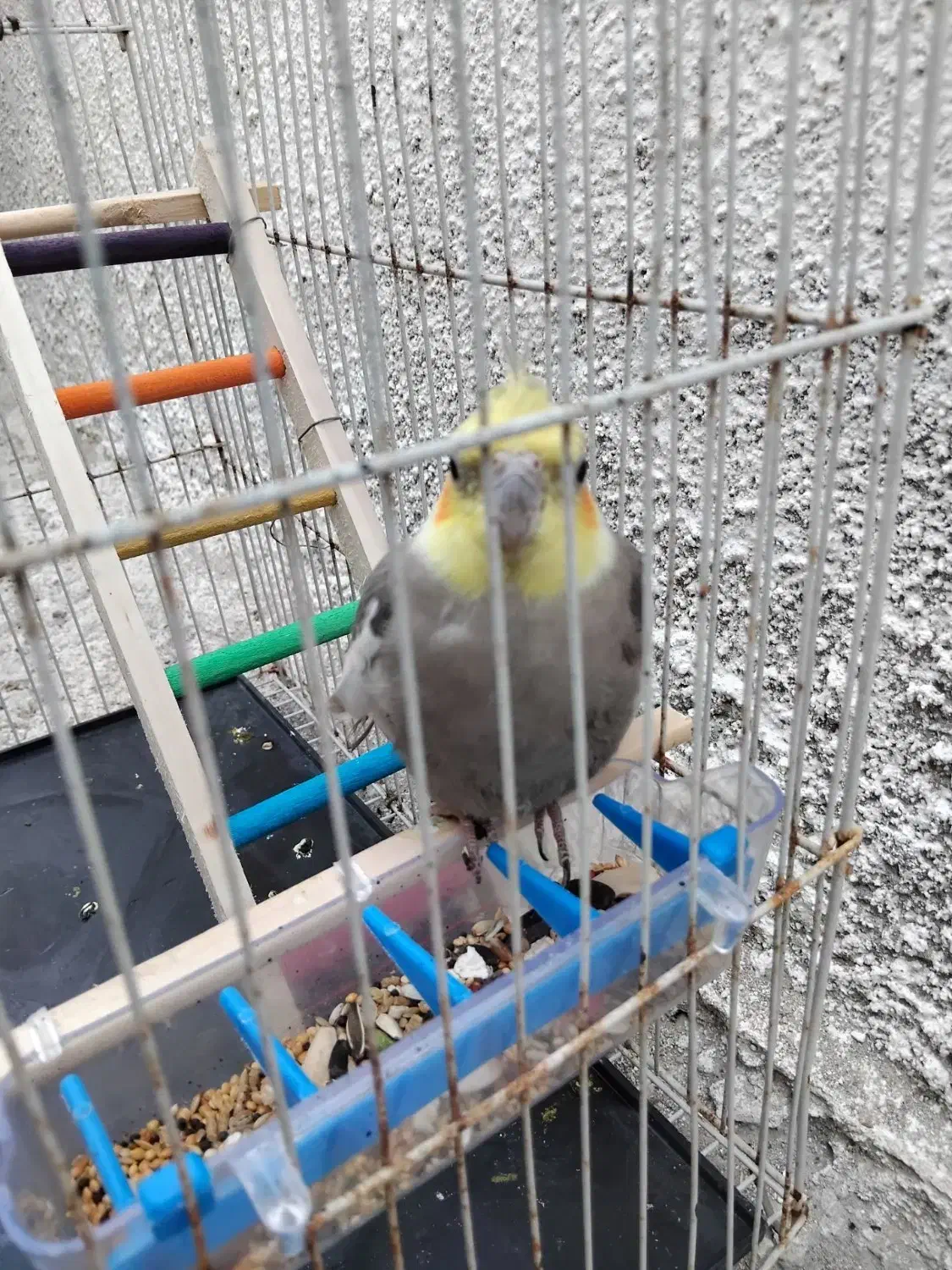 عروس هلندی|پرنده|آشخانه, |دیوار