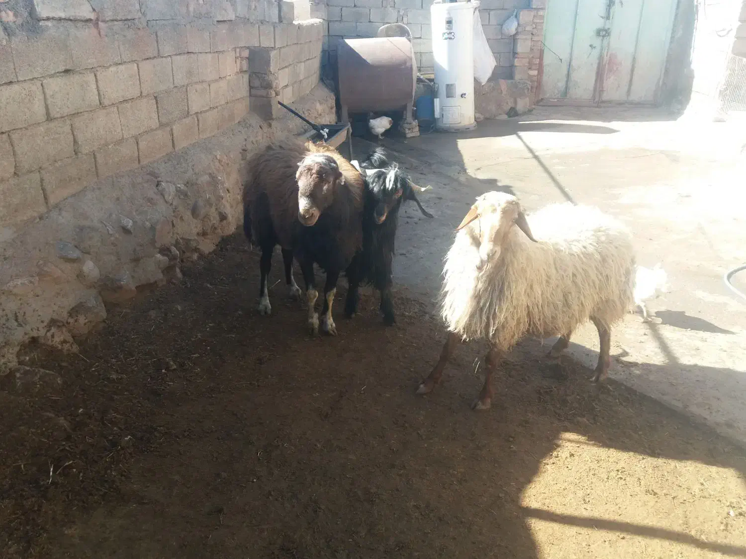 فروش|حیوانات مزرعه|کنگاور, |دیوار