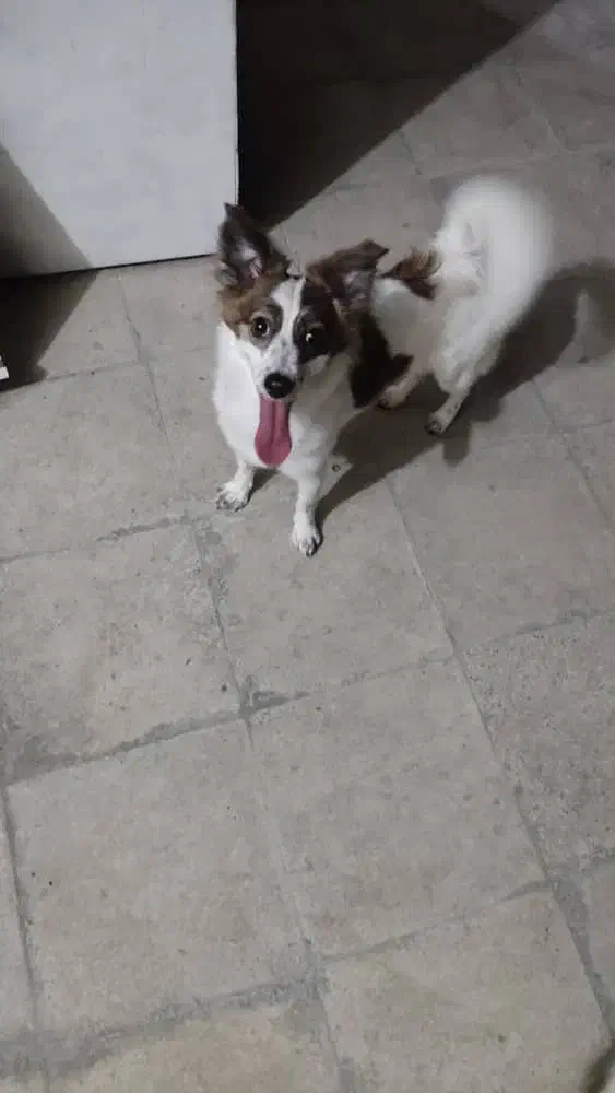 فروش سگ....|سگ|کازرون, |دیوار