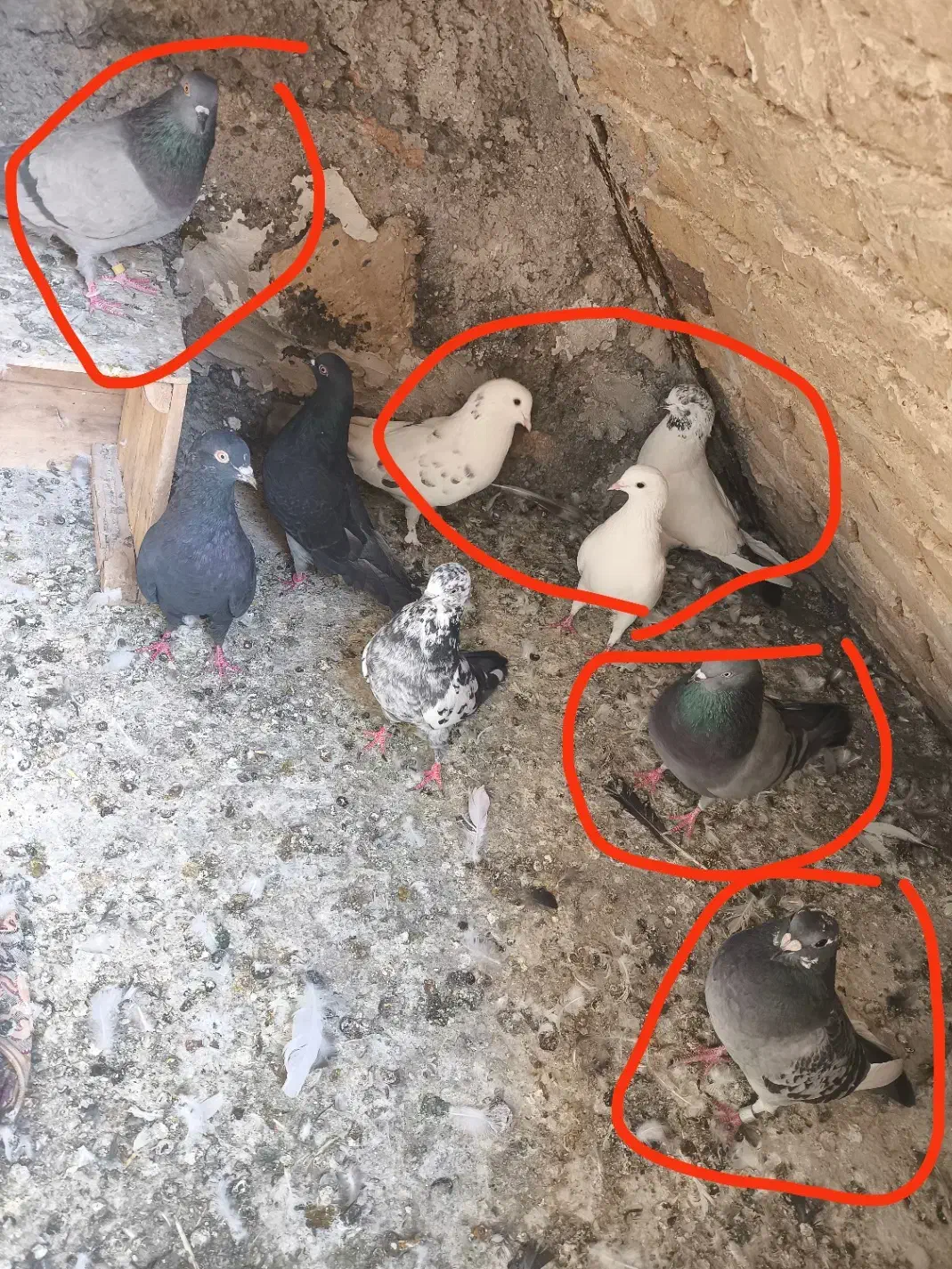 کبوتر|پرنده|سرپل ذهاب, |دیوار