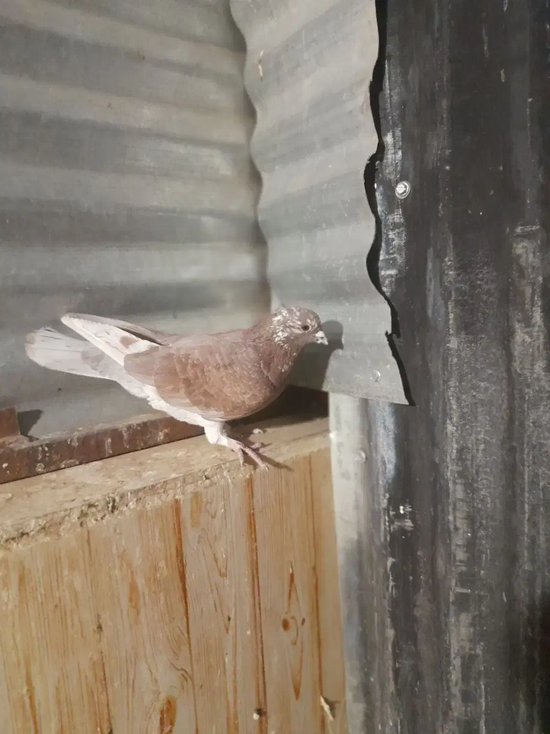 کفتر کل ماستی جفت نر سرخ دم سرور چندتا مقلوف|پرنده|قم, انصارالحسین|دیوار