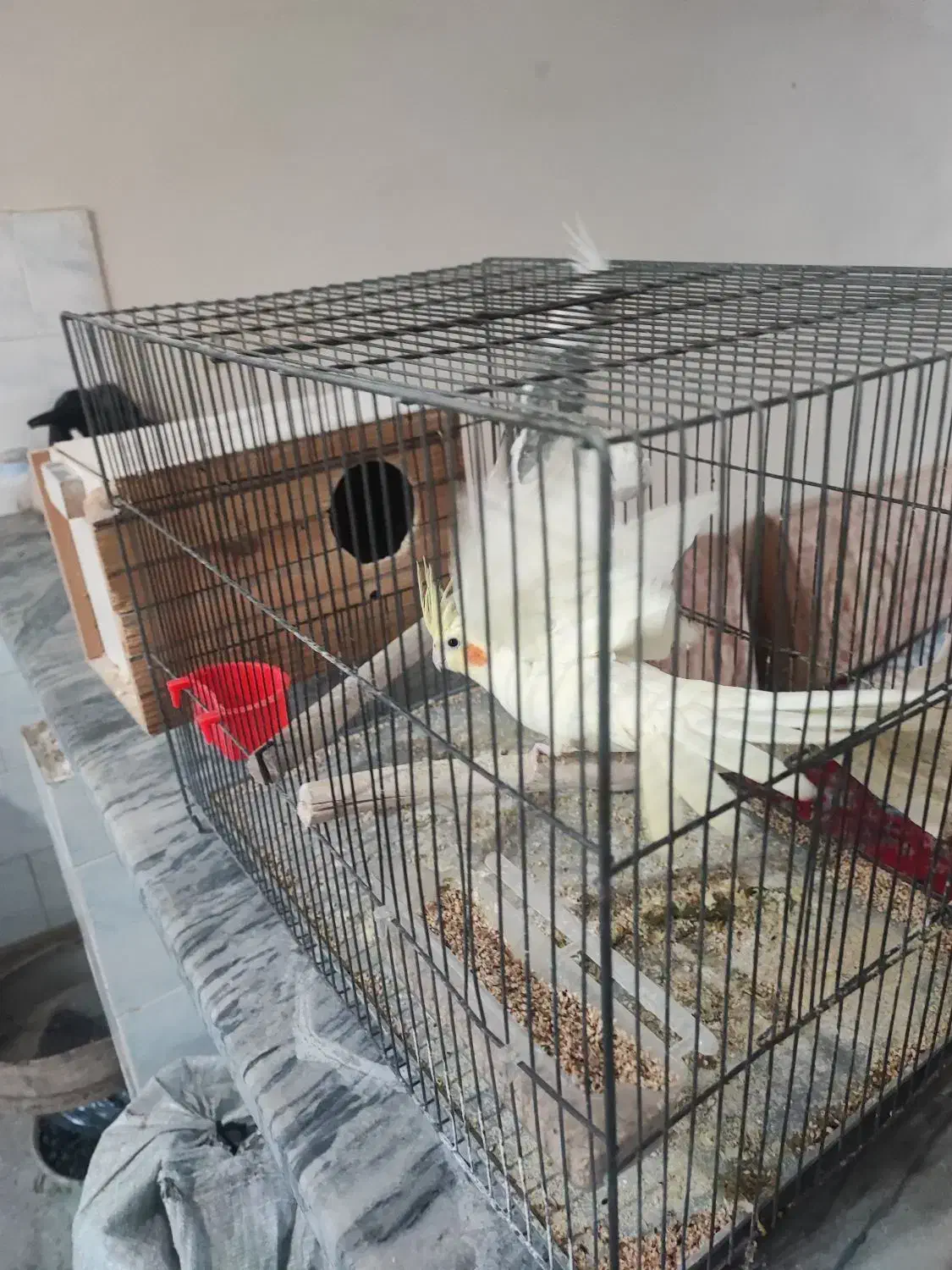 جفت عروس هلندی 6 تخم|پرنده|دورود, |دیوار