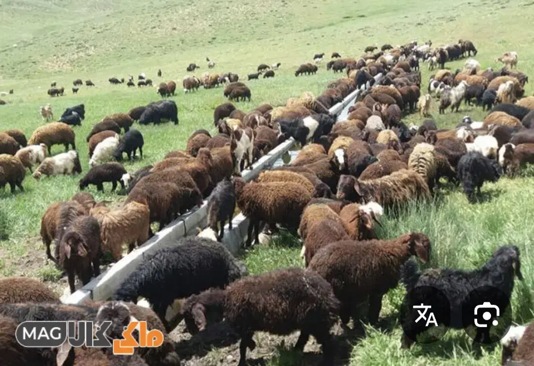 گله داری وچوپانی|استخدام سرایداری و نظافت|زرنه, |دیوار