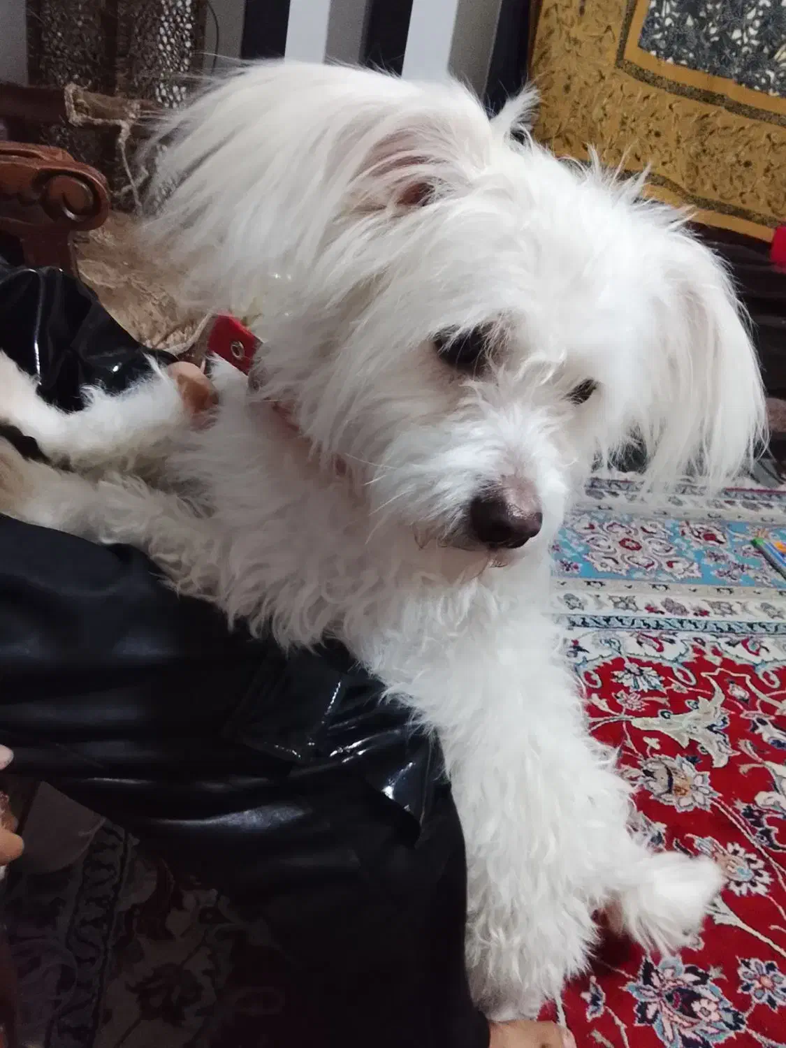 سگ باهوش|سگ|قوچان, |دیوار