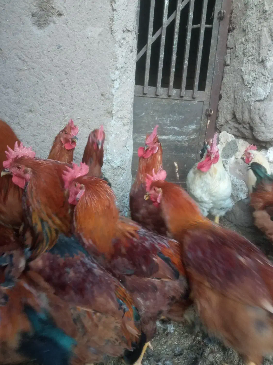 خروس و بوقلمون|حیوانات مزرعه|راین, |دیوار