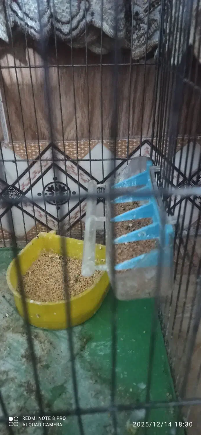 یک جفت مرغ عشق با قفس و تمام لوازم|پرنده|شیراز, کوشک میدان|دیوار