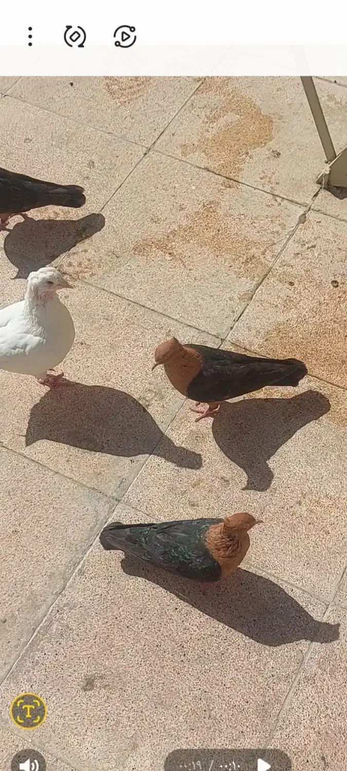 پرنده زینتی قناری|پرنده|تهران, شهرک غرب|دیوار