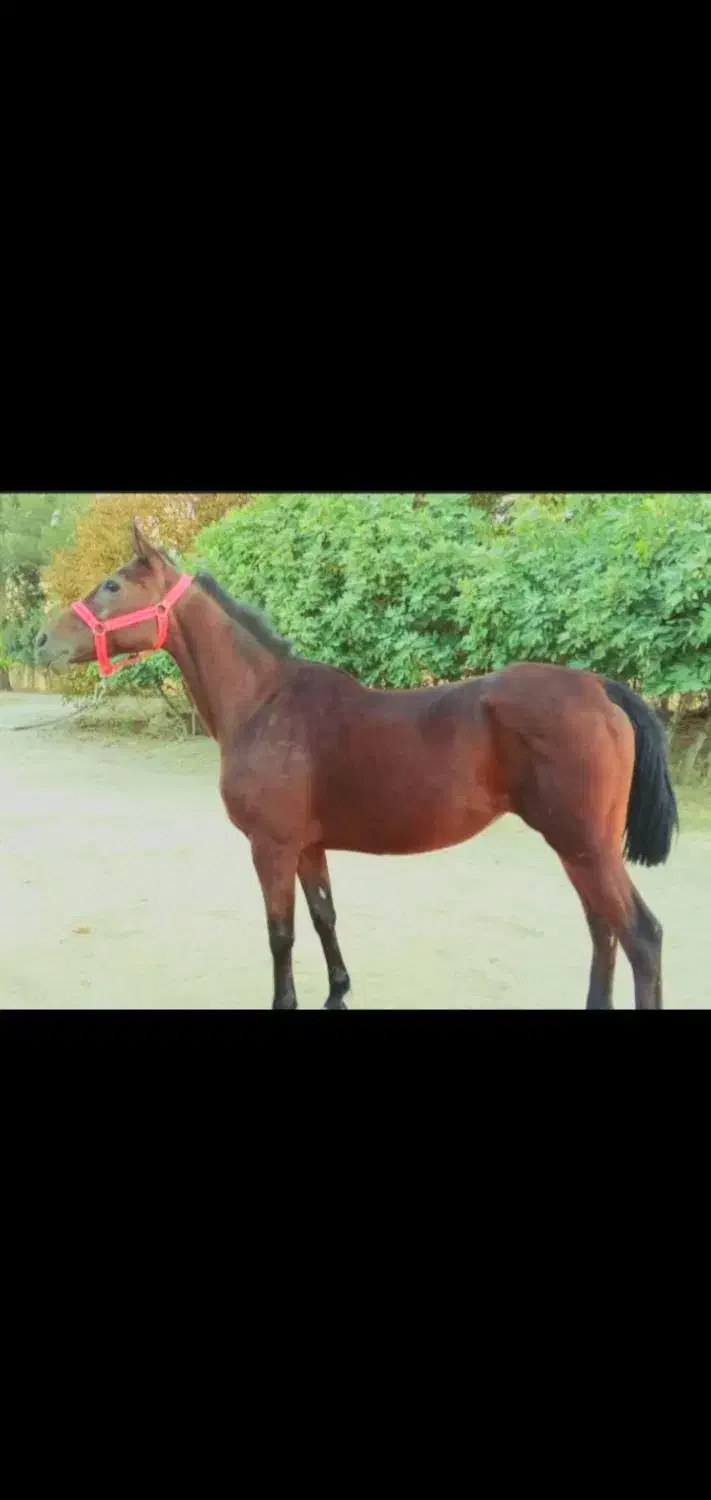 مادیان عرب ( کره براری)|اسب و تجهیزات اسبسواری|خرمآباد, |دیوار