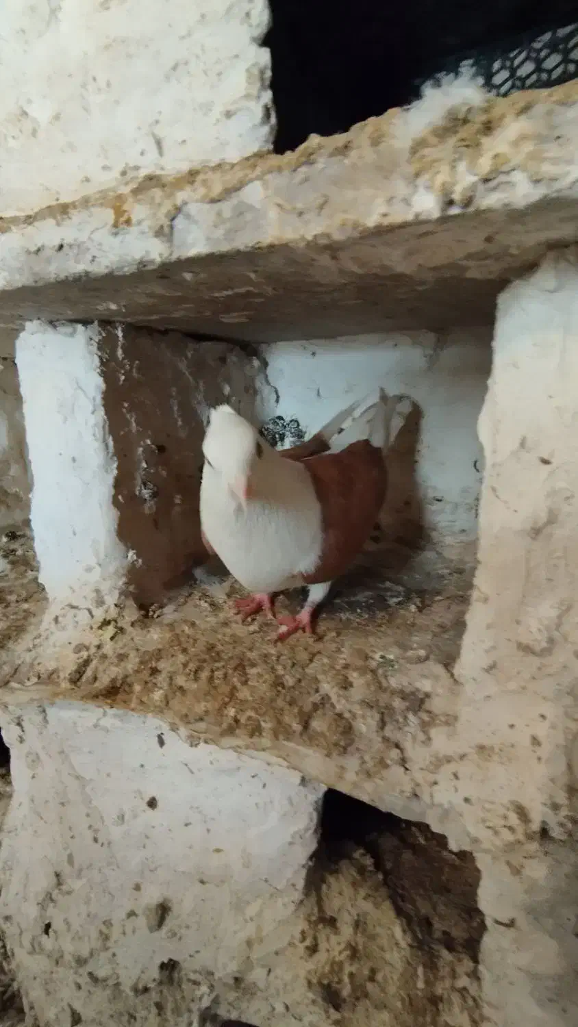 کبوتر|پرنده|بروجرد, |دیوار