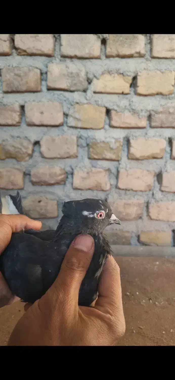 ماده دم سفید کاکلی|پرنده|فردوس (خراسان), |دیوار