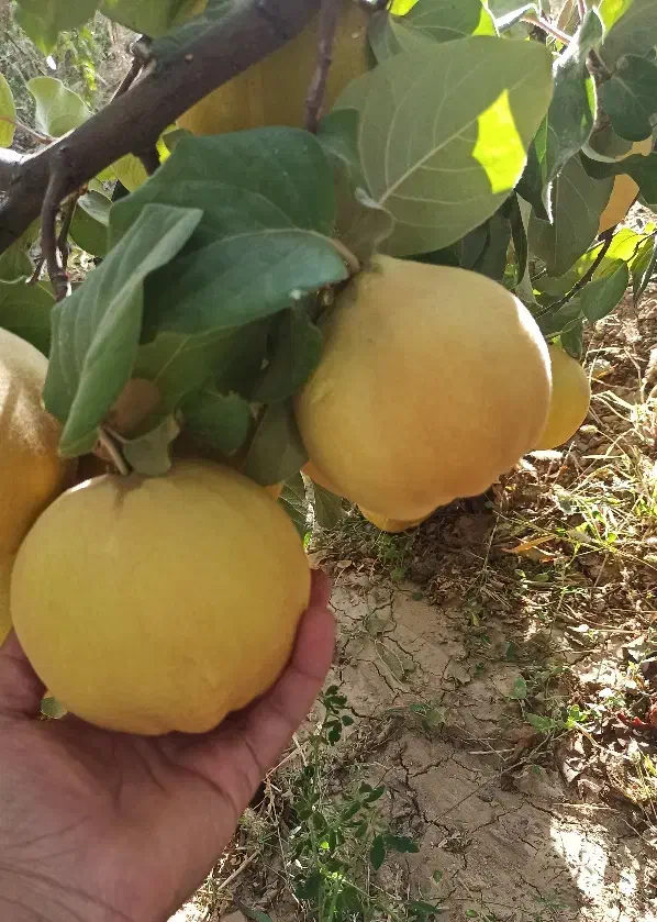 فروش به اصفهانی و محلی|خوردنی و آشامیدنی|بوانات, |دیوار