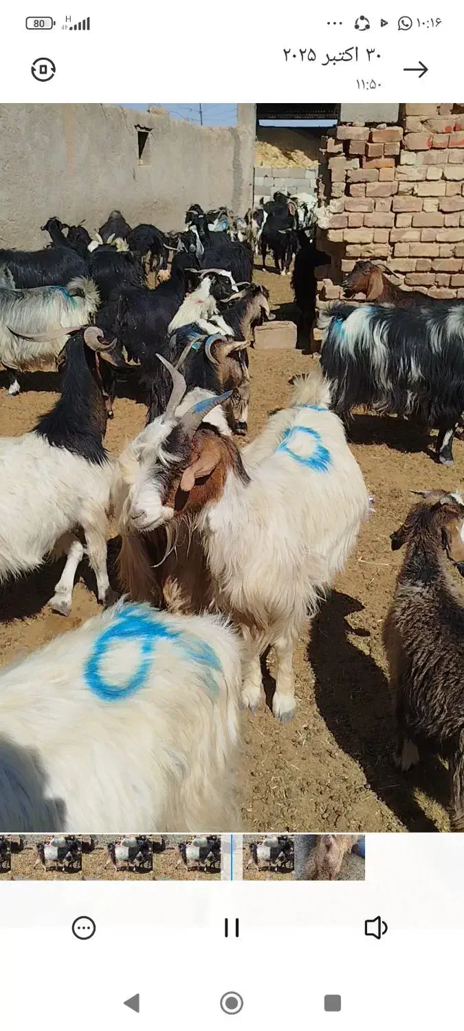 بز کهره دار داشتی روزگاری|حیوانات مزرعه|رحمتآباد, |دیوار