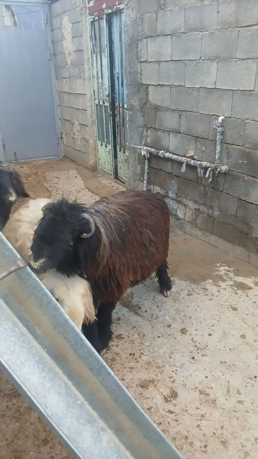 قوچ|حیوانات مزرعه|لردگان, |دیوار