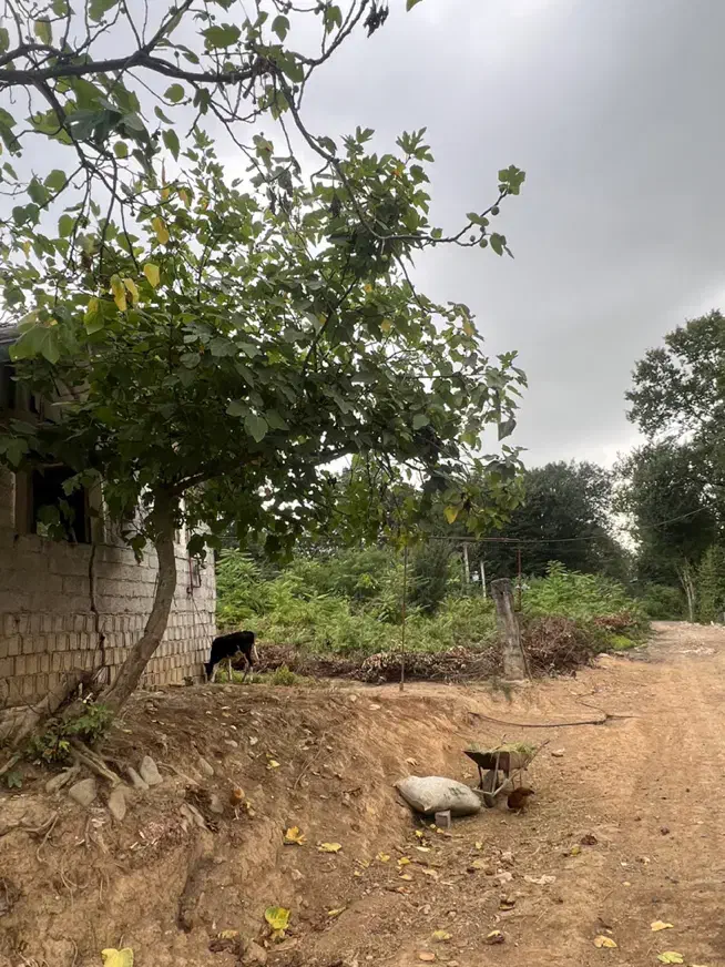 زمین مسکونی روبروی تالاب سوختکوه|فروش زمین و ملک کلنگی|لاهیجان, شیخ زاهد|دیوار