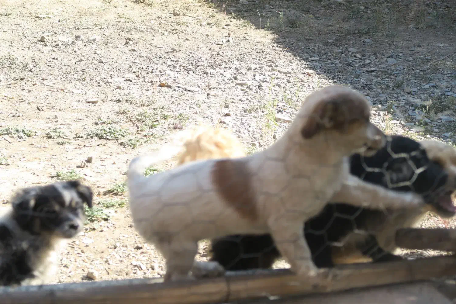 تول ۴ ماهه|سگ|ملایر, |دیوار