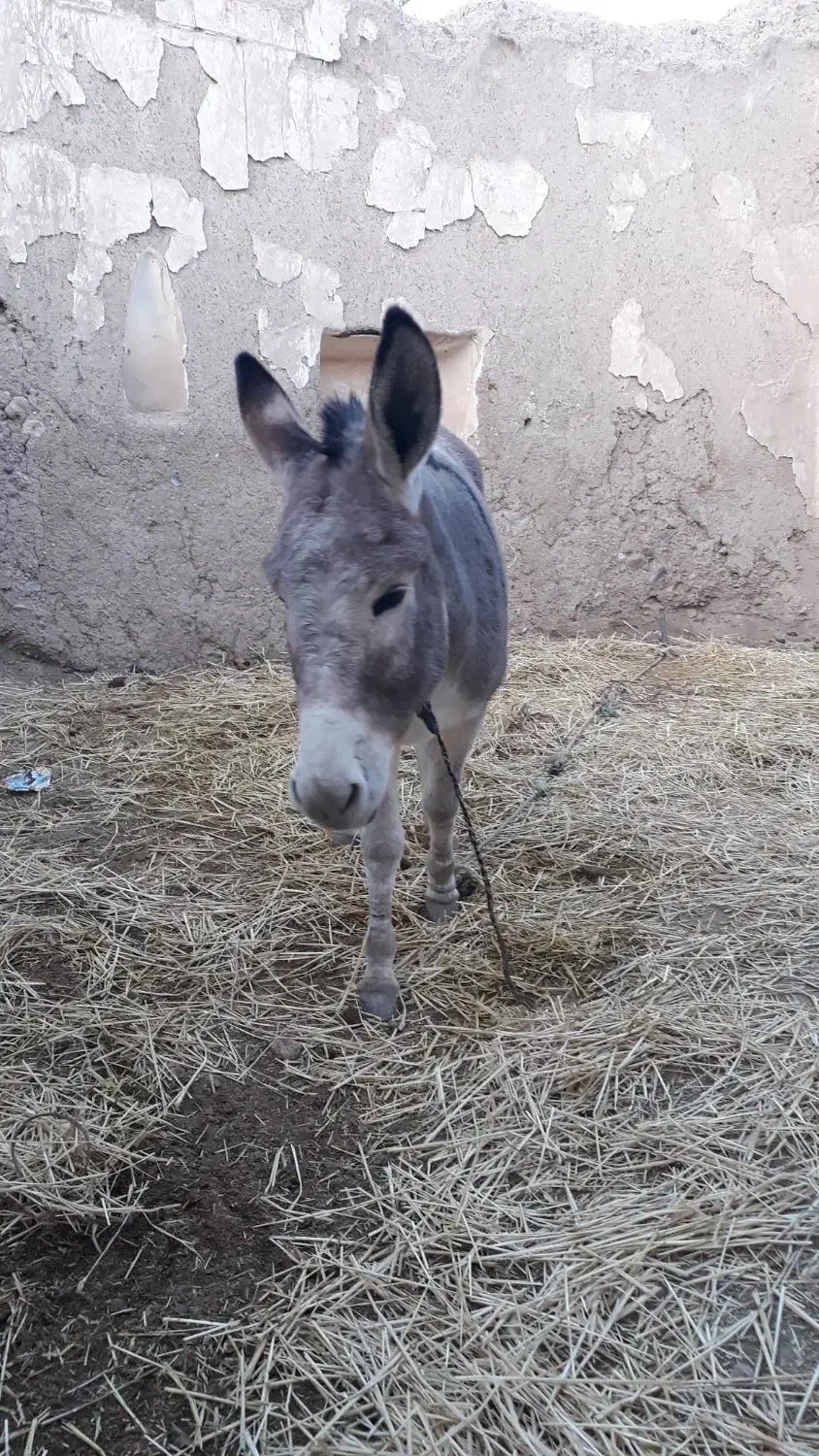 الاغ گوسفند تندرو|حیوانات مزرعه|میانه, |دیوار