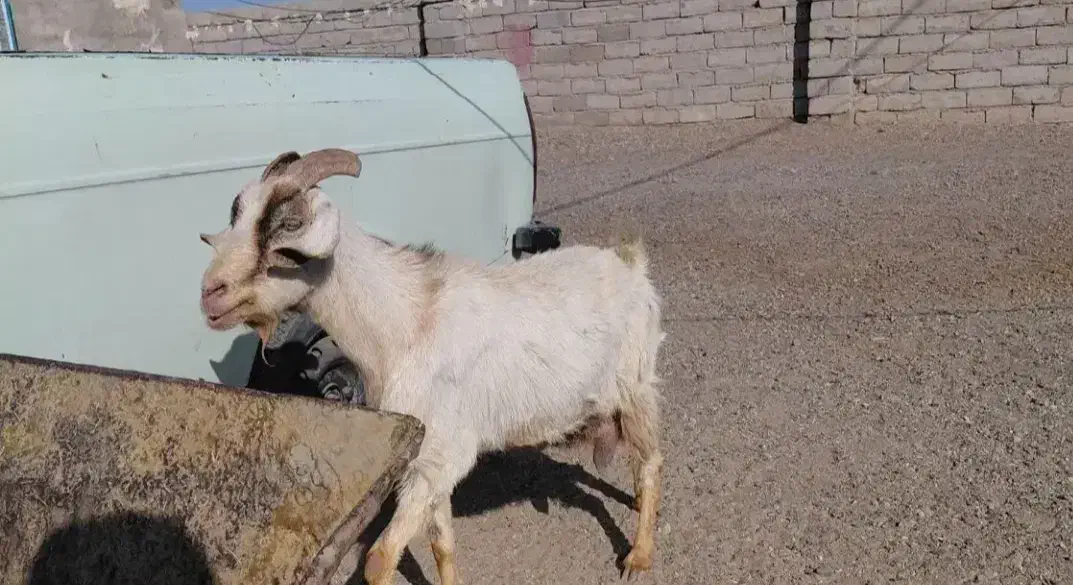 بز گمشده|حیوانات|زهک, |دیوار