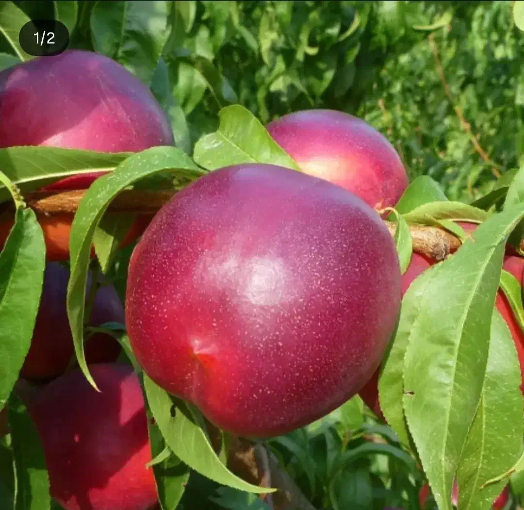 نهال شلیل وهلو|گل و گیاه طبیعی|مشگین شهر, |دیوار