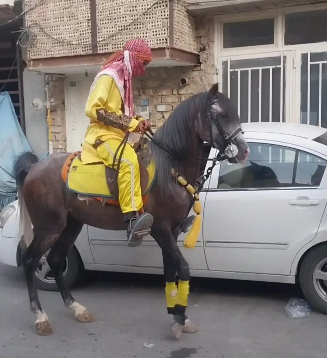 اسب نریون ابرش|اسب و تجهیزات اسب‌سواری|خمینی‌شهر, |دیوار