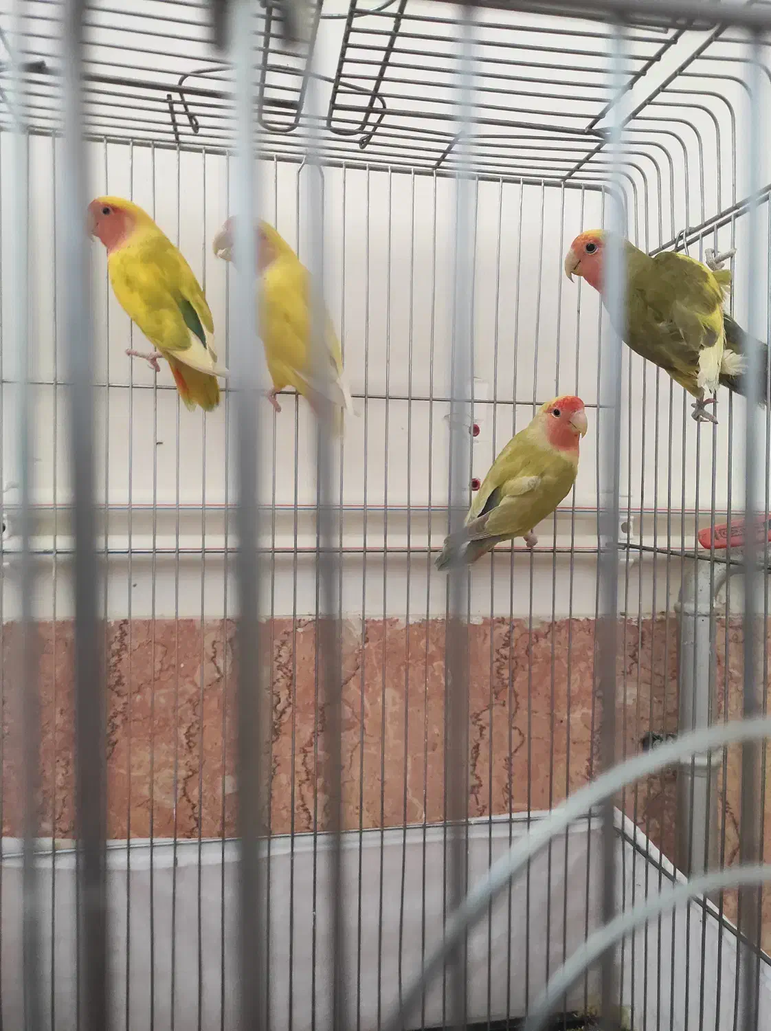 طوطی برزیلی|پرنده|شاهرود, |دیوار