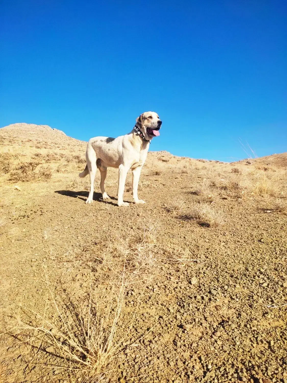 واگذاری سگ|سگ|ملایر, |دیوار