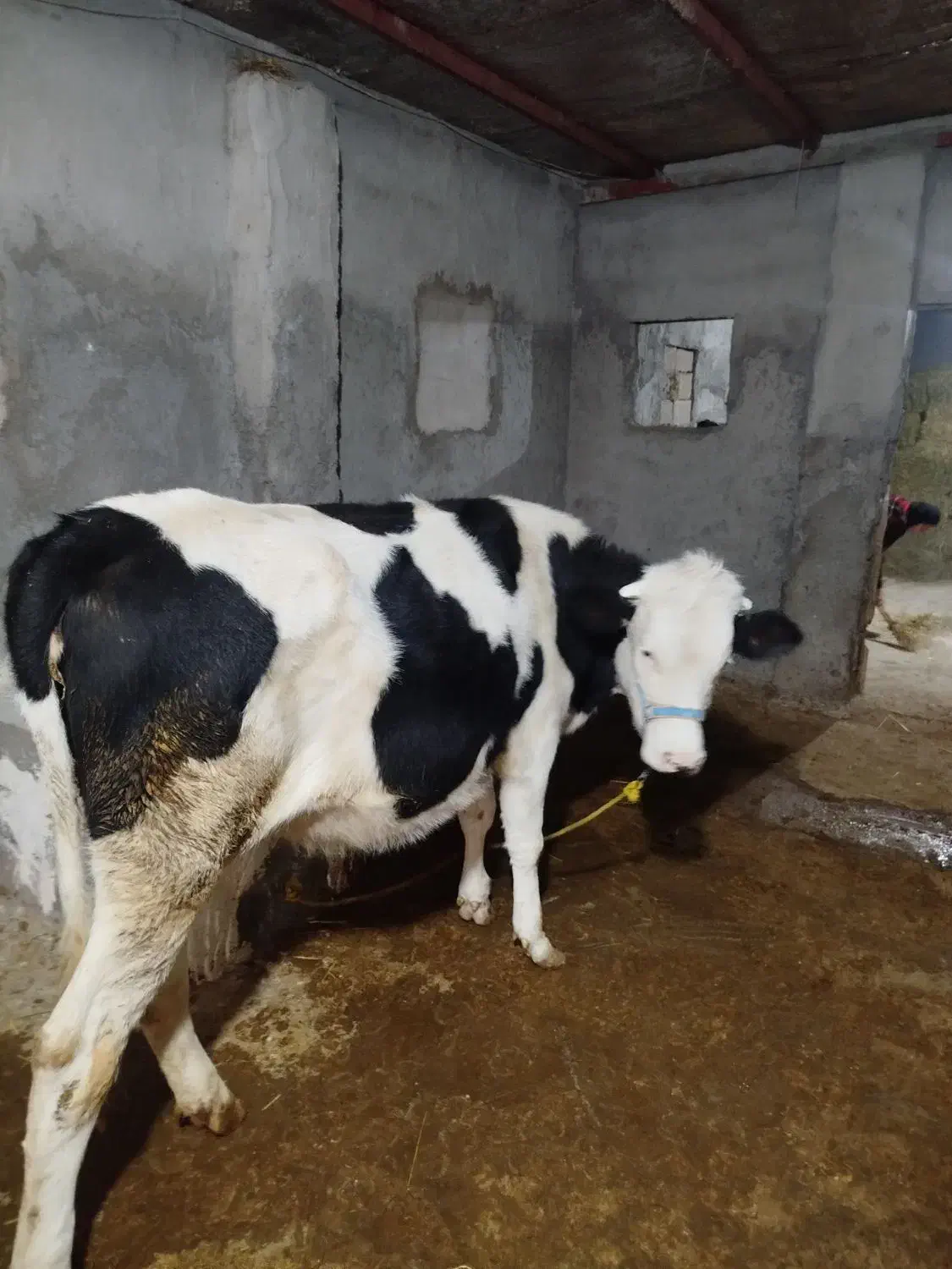 گوساله سیمنتال صنعتی دوماه ابست هیکل درشت مفت|حیوانات مزرعه|بجنورد, |دیوار