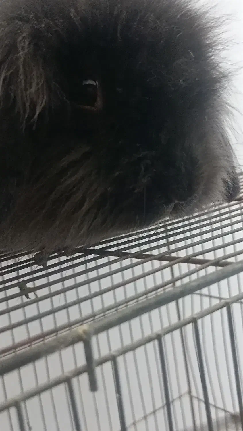 خرگوش لپ|موش و خرگوش|میاندوآب, |دیوار