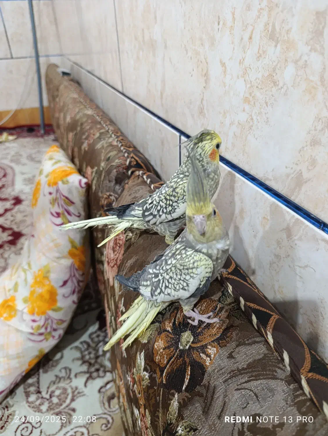 عروس هلندی نر وماده|پرنده|شادگان, |دیوار
