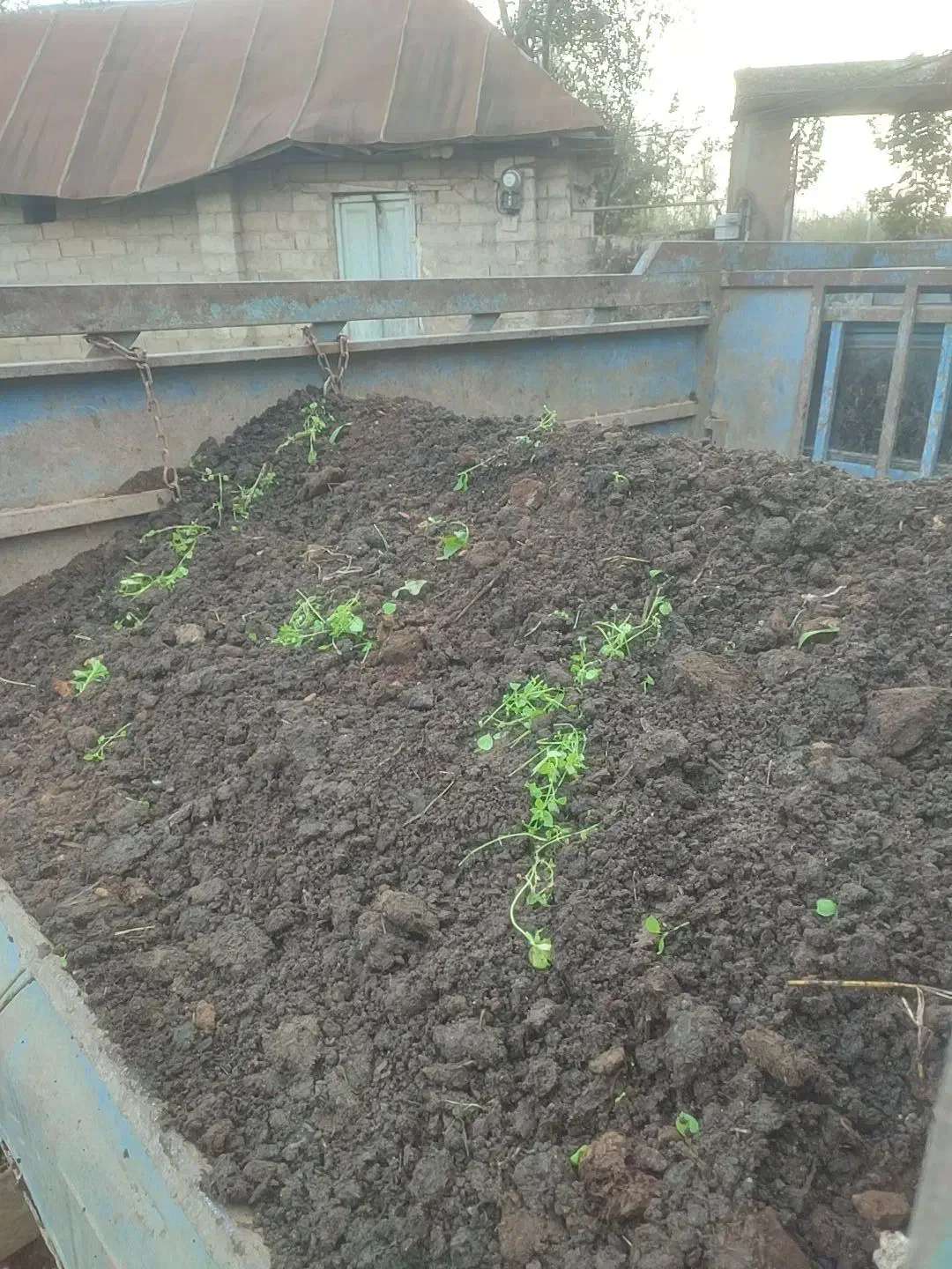 کود گاوی|خدمات باغبانی و درختکاری|طاهرگوراب, |دیوار