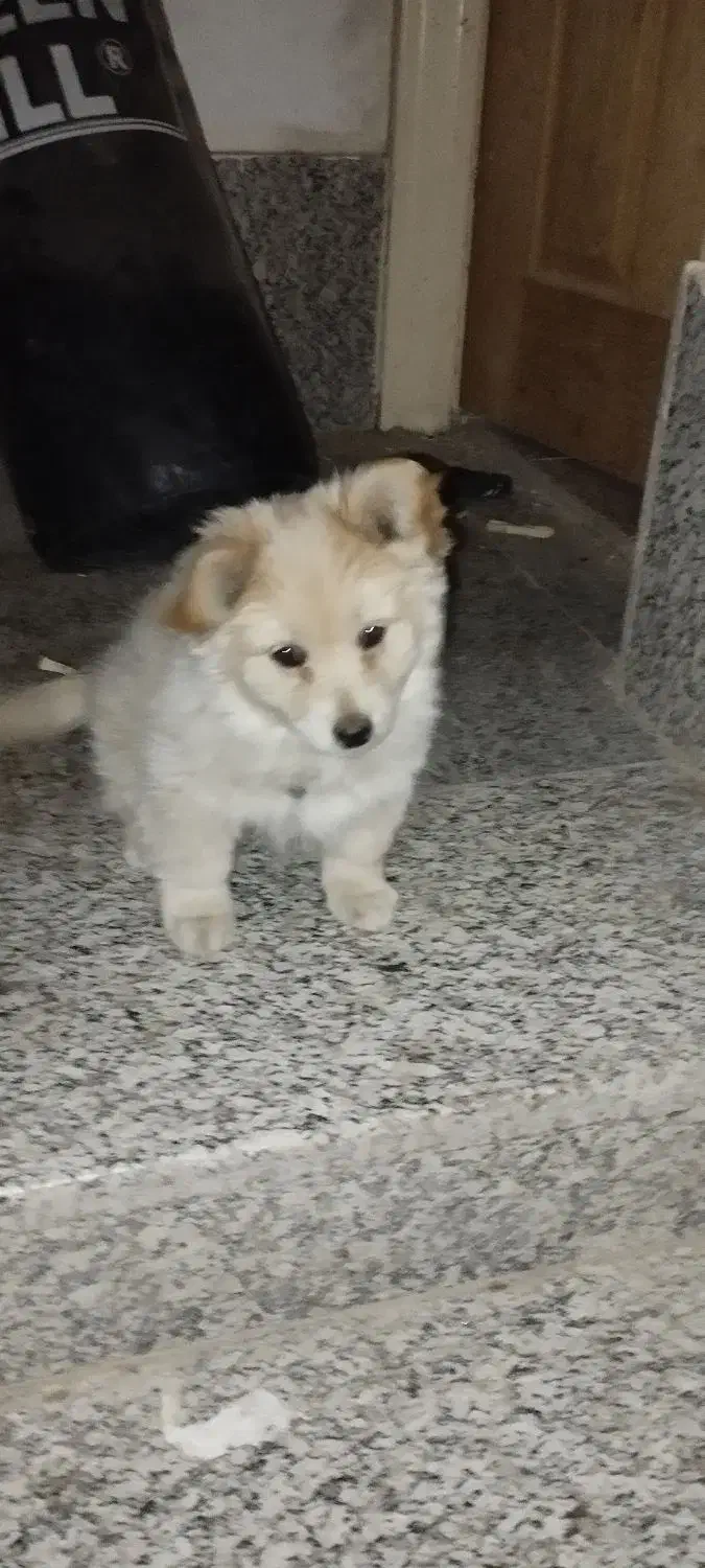 سگ پامرین|سگ|اصفهان, شهرک ولیعصر|دیوار