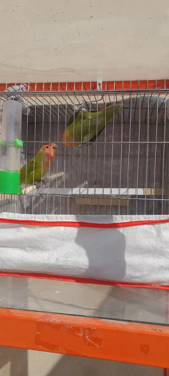 کوتوله برزیلی|پرنده|زرقان, |دیوار