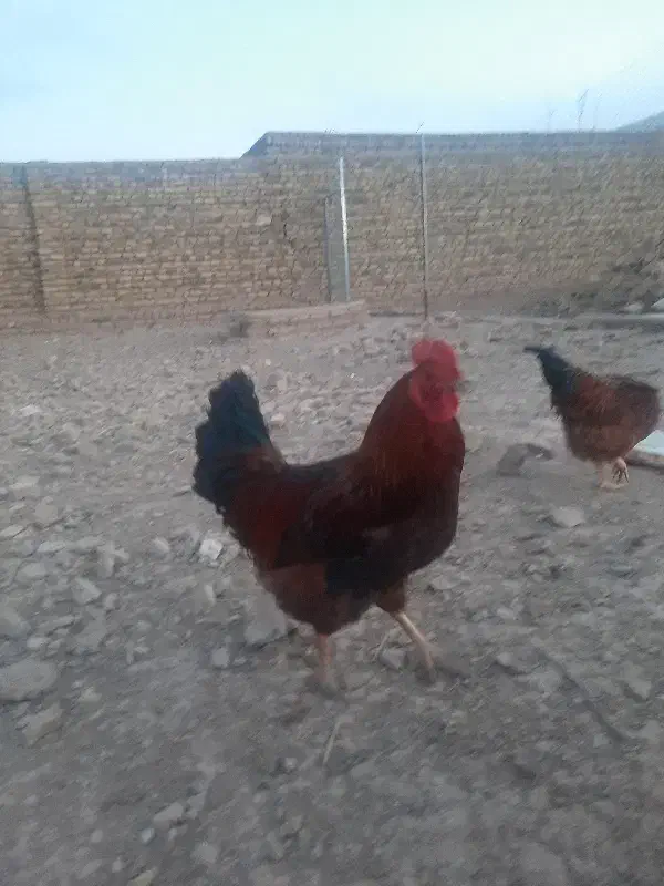 خروس جوان محلی|حیوانات مزرعه|بوئین زهرا, |دیوار