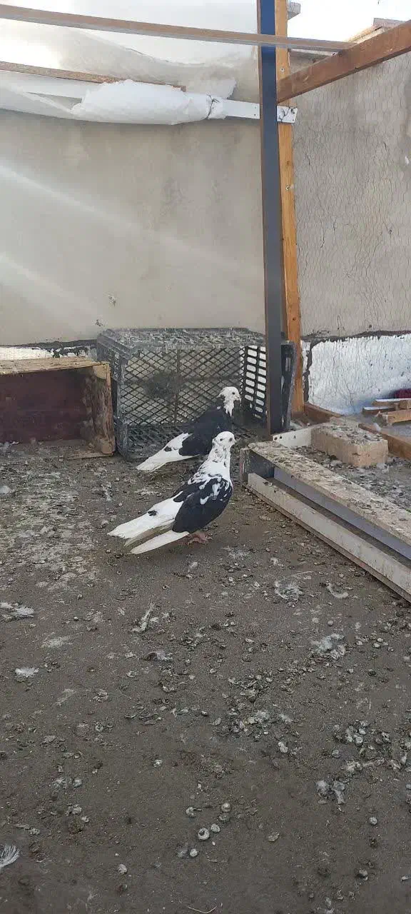 کفتر پرشی شهریار|پرنده|شهریار, شهریار|دیوار