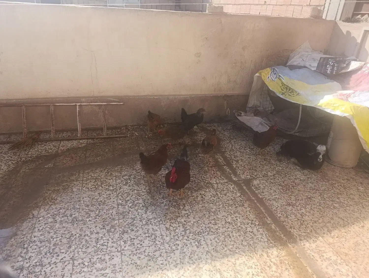 مرغ وخروس|حیوانات مزرعه|نسیم‌شهر, |دیوار