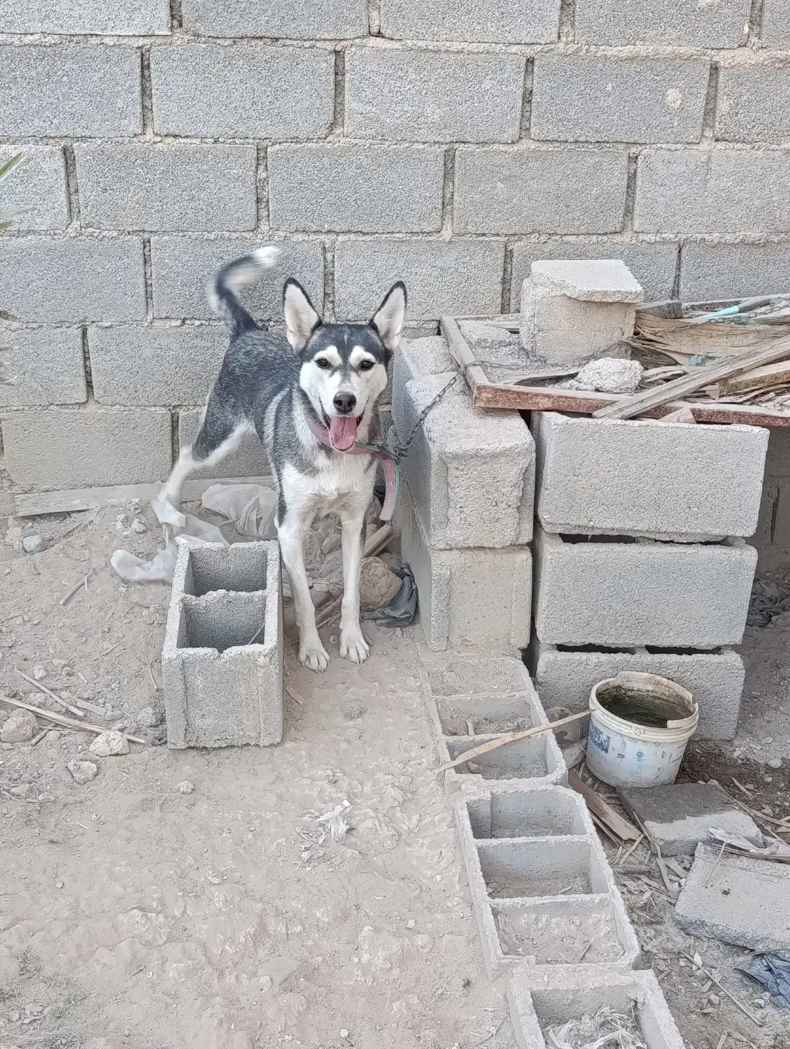 سگ هاسکی|سگ|شیبکوه (فارس), |دیوار