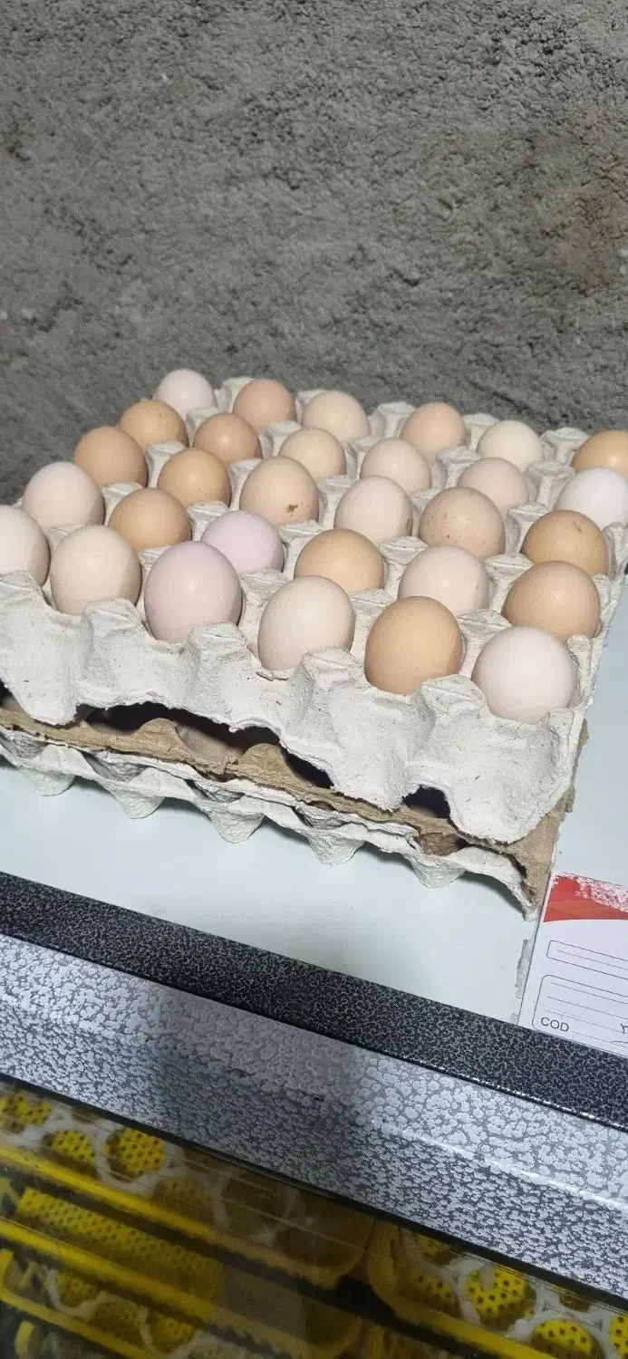 تخم نطفه دار و جوجه یک روزه مرندی|حیوانات مزرعه|بهبهان, |دیوار