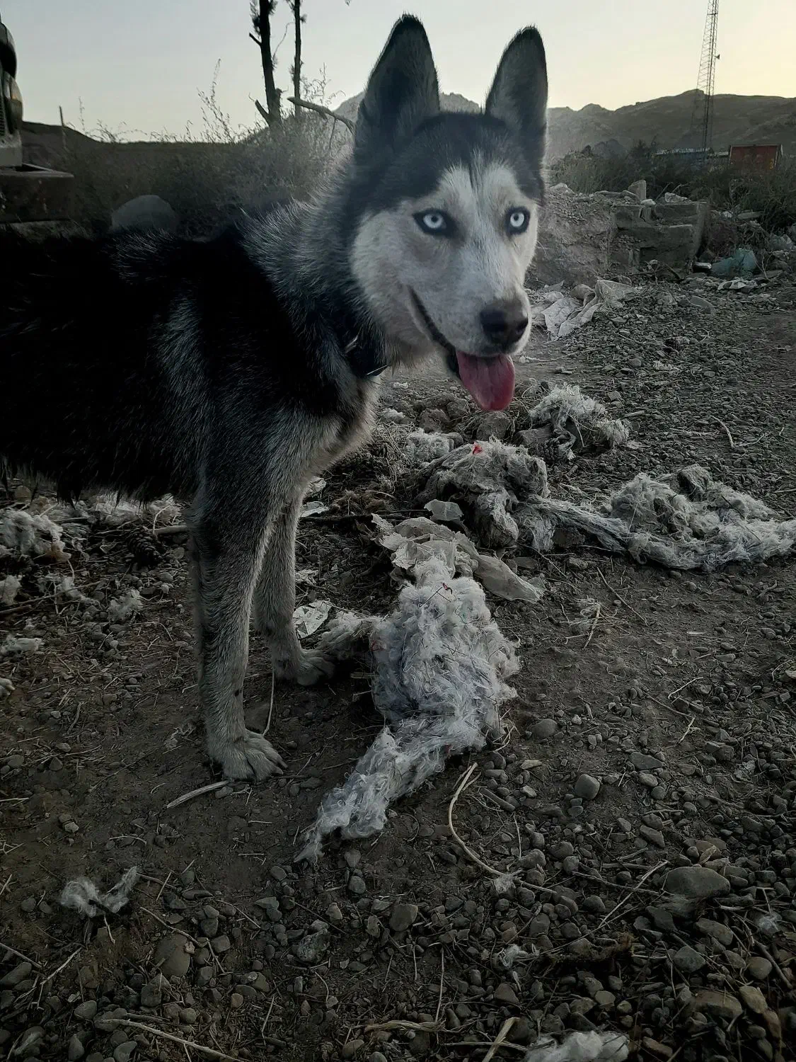 هاسگی ماده|سگ|رضویه, |دیوار