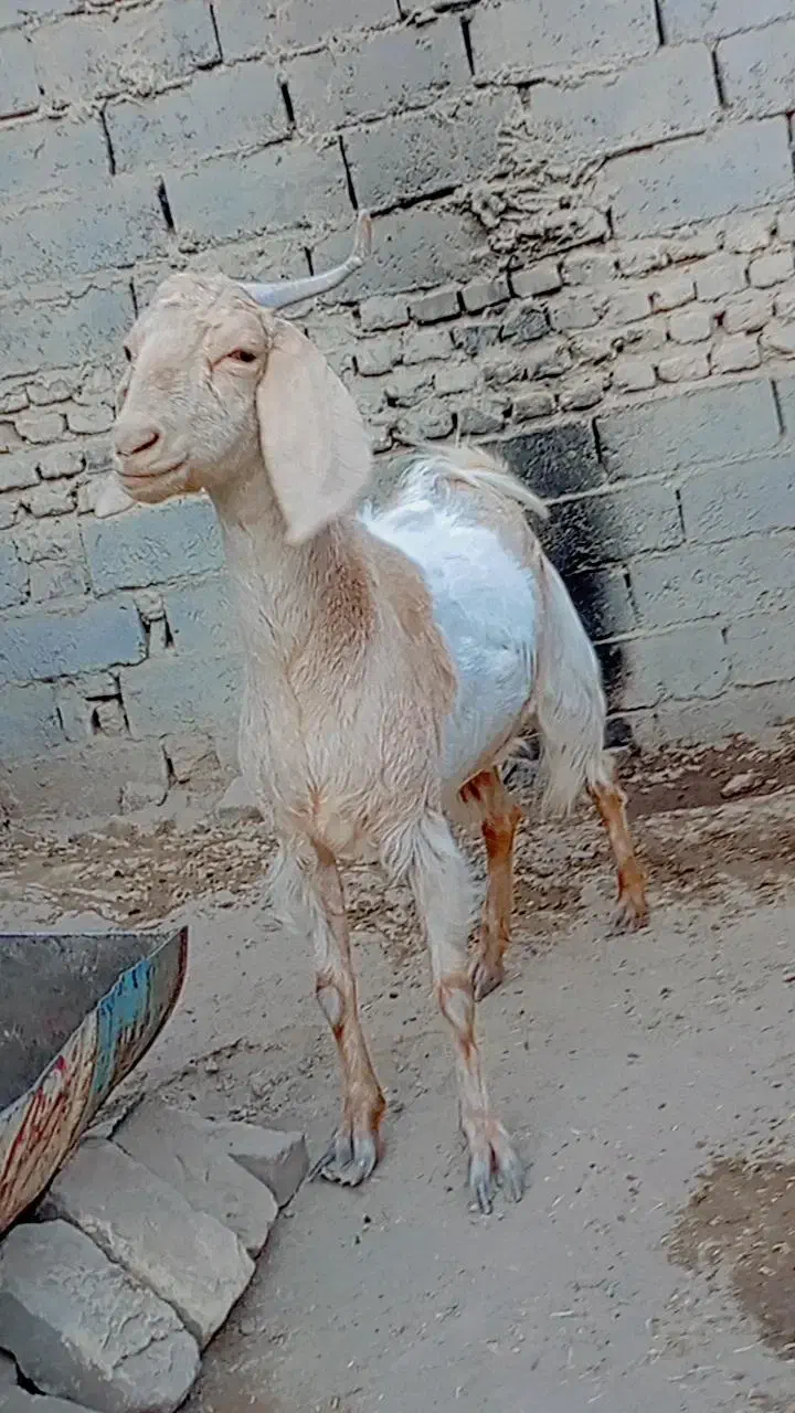 بز.|حیوانات مزرعه|زابل, |دیوار