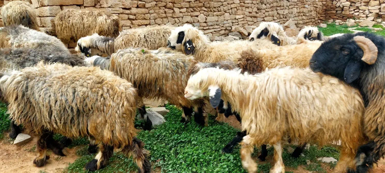 میش داشتی|حیوانات مزرعه|مسجد سلیمان, |دیوار