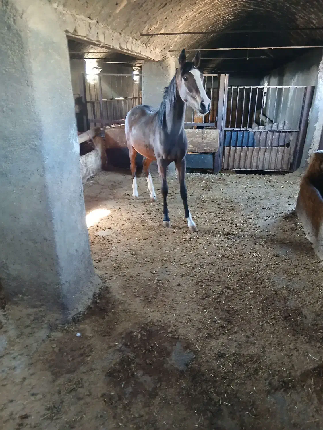 کره مادیان درجه یک|اسب و تجهیزات اسبسواری|اراک, |دیوار