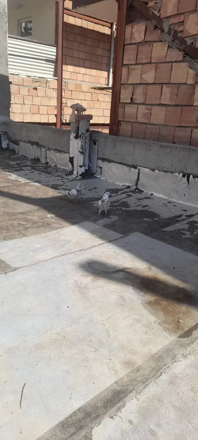 کبوتر|پرنده|ماکو, |دیوار