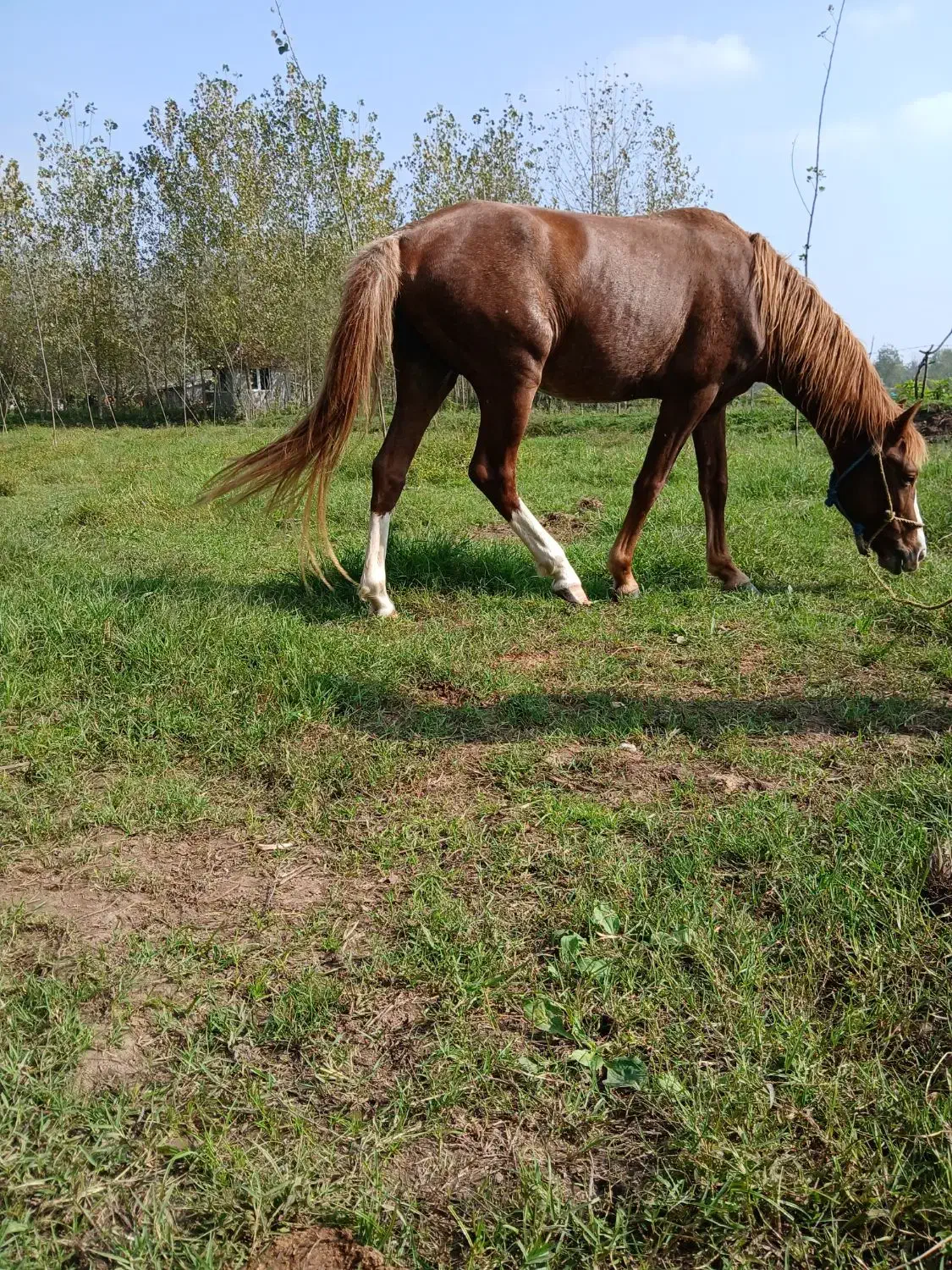 اسب جوان 3سال|اسب و تجهیزات اسبسواری|کوچصفهان, |دیوار