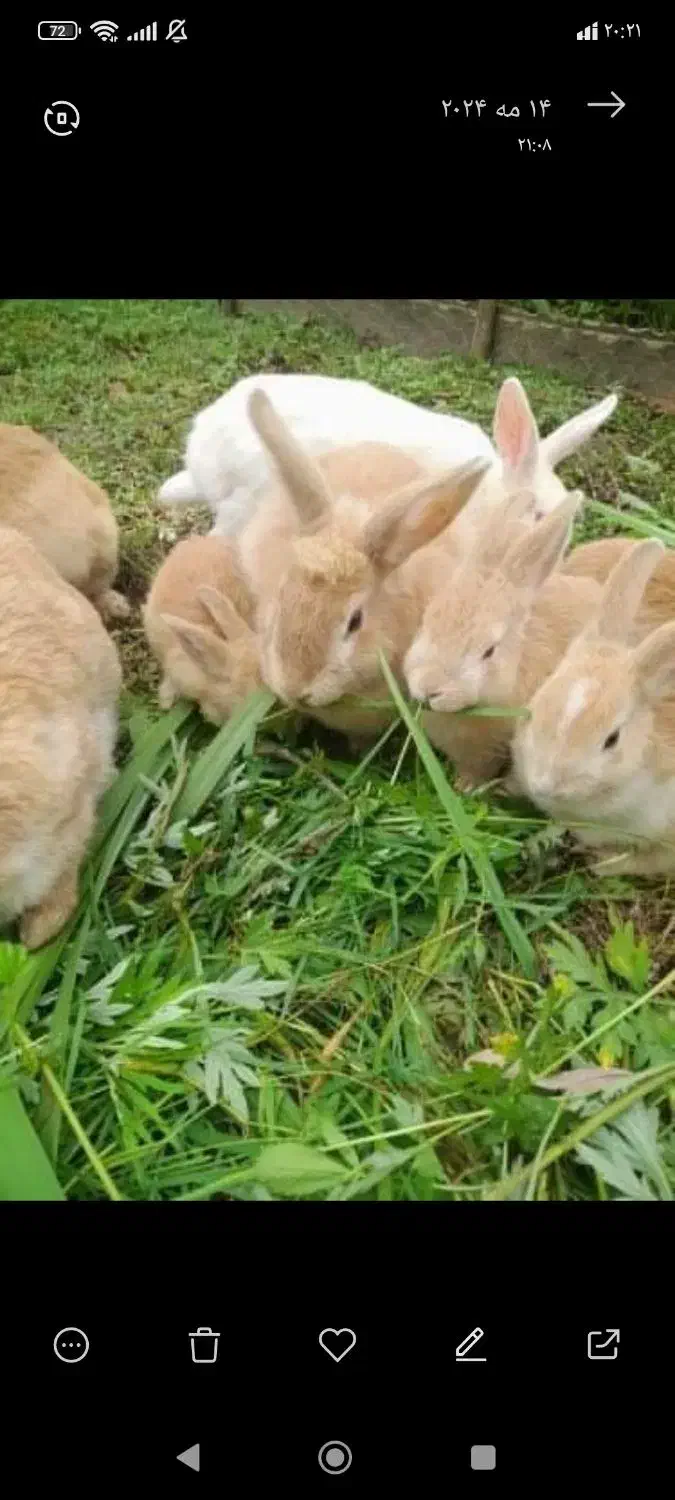 خرگوش نیمه لپ|موش و خرگوش|طاهرگوراب, |دیوار