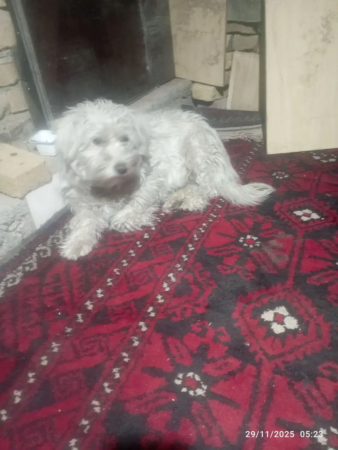 سگ. خانگی دست آموز خیلی باهوش|سگ|سبزوار, هویزه|دیوار