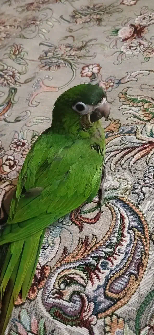 طوطی ارا هانس نرمه خور کاسکو کاکادو طوطی ارا|پرنده|تهران, جیحون|دیوار